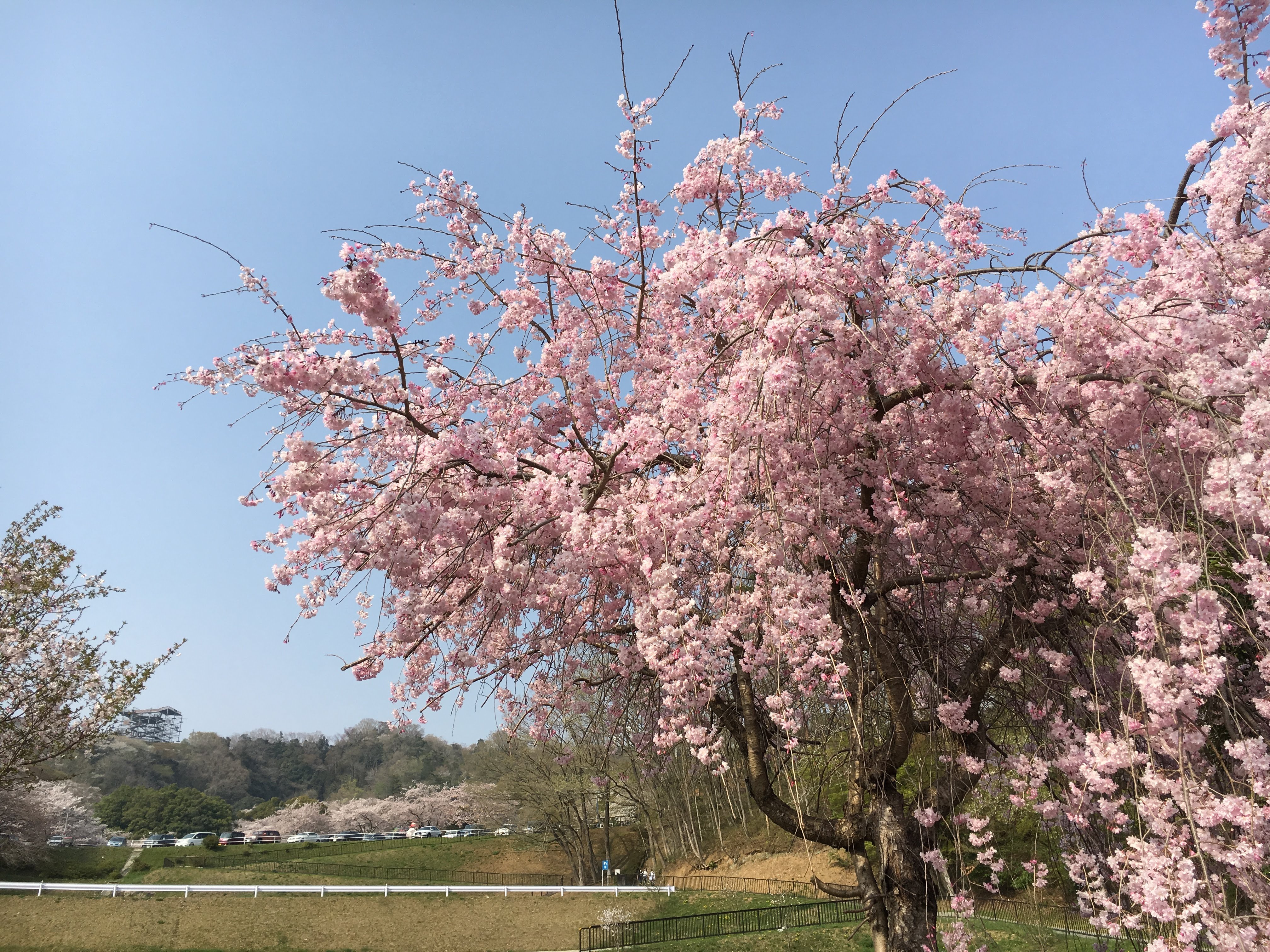 相模湖プレジャーフォレストの桜