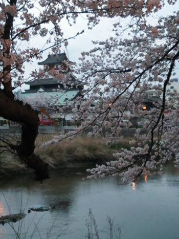 清州城桜の名所