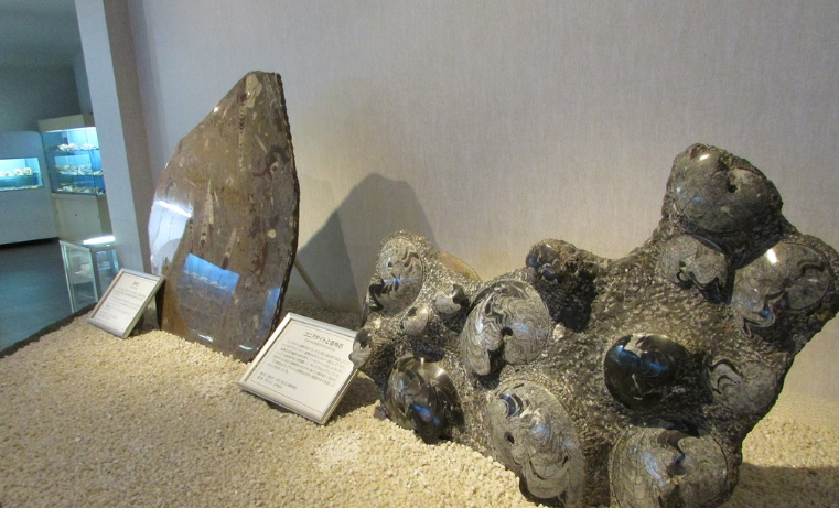 竹島ファンタジー館にある沢山の化石や世界中の貝殻の展示