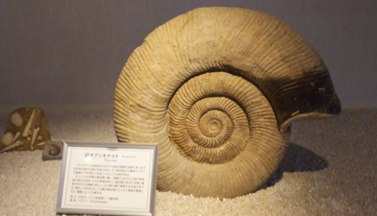 竹島ファンタジー館にある沢山の化石や世界中の貝殻の展示